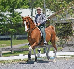 French Classical Dressage definition